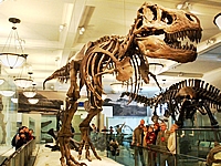 Suggested tours and tips for traveling to New York City with kids